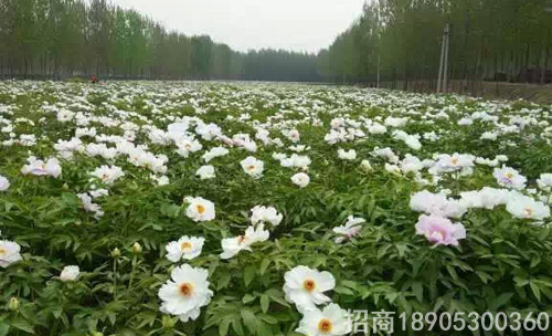 油用牡丹增產(chǎn)及高值化關(guān)鍵技術(shù)的5個具體指標